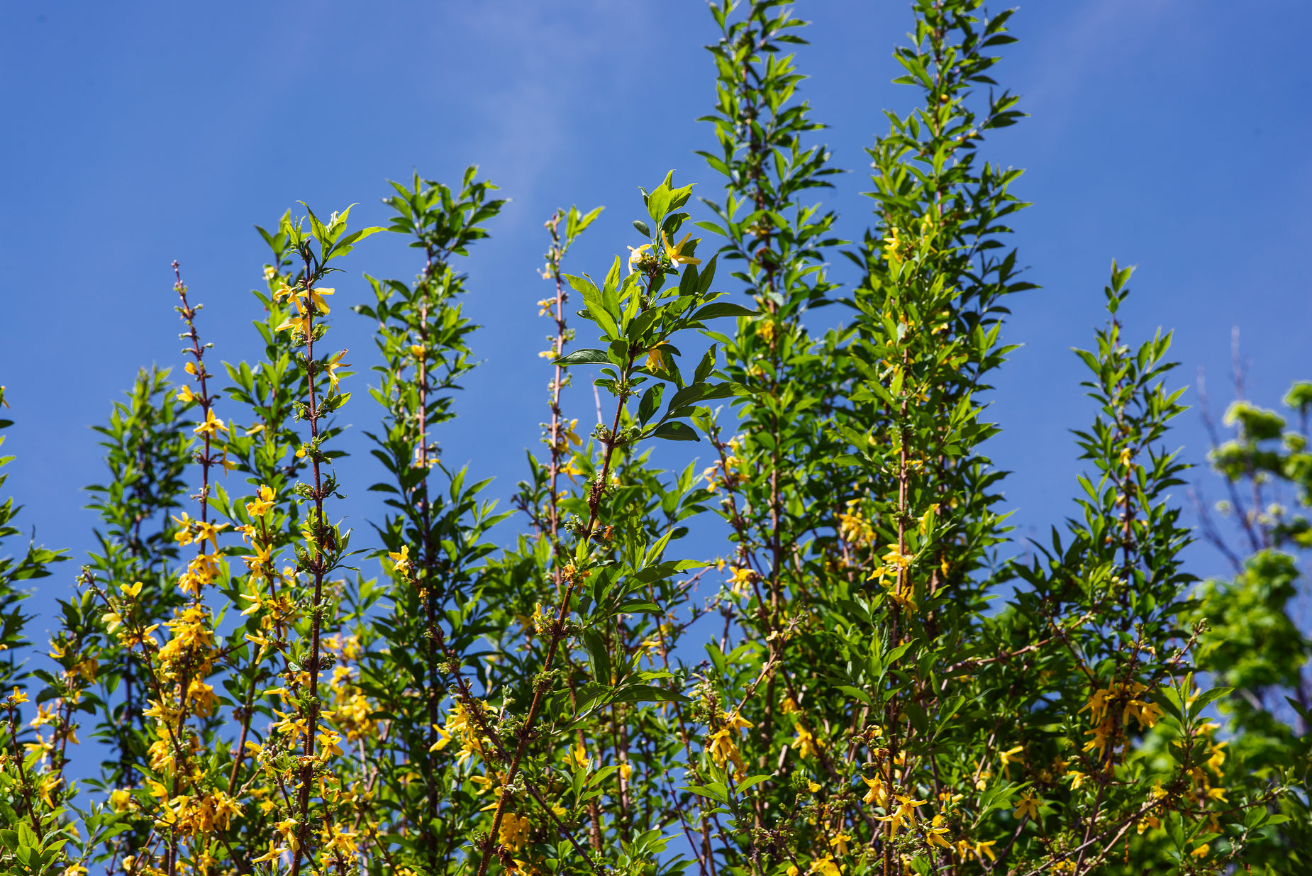 yellow flowers in a tree with a blue sky background