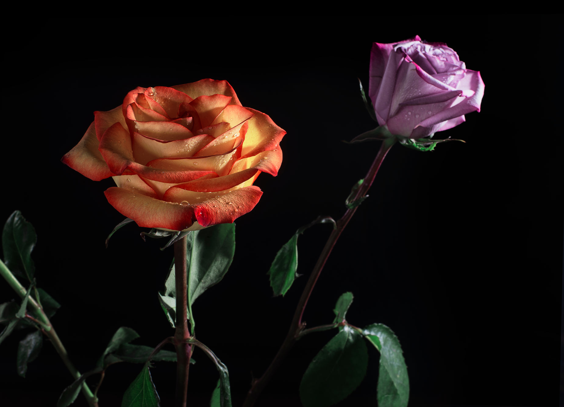 two roses in shades of pink and orange, in a glass vase