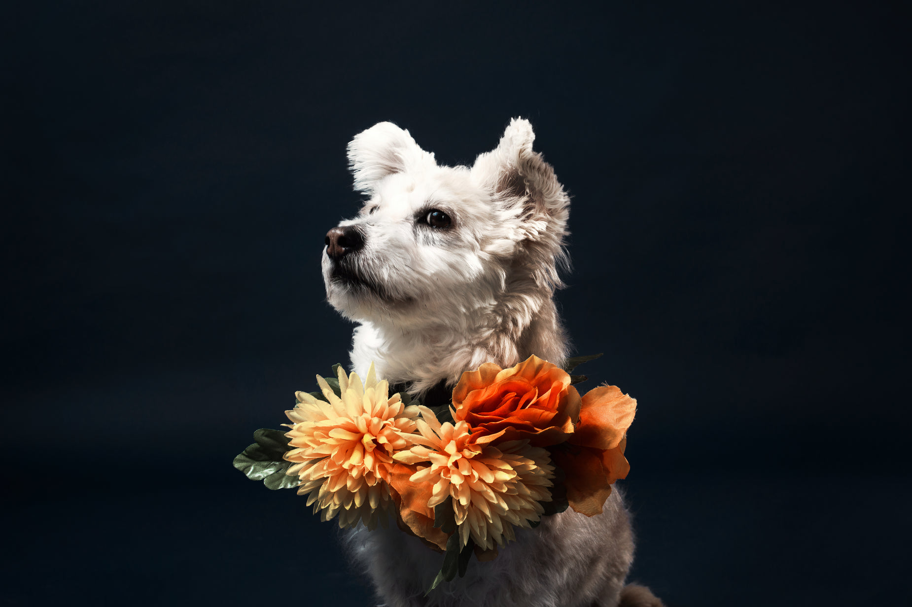 a small dog with some flowers around it