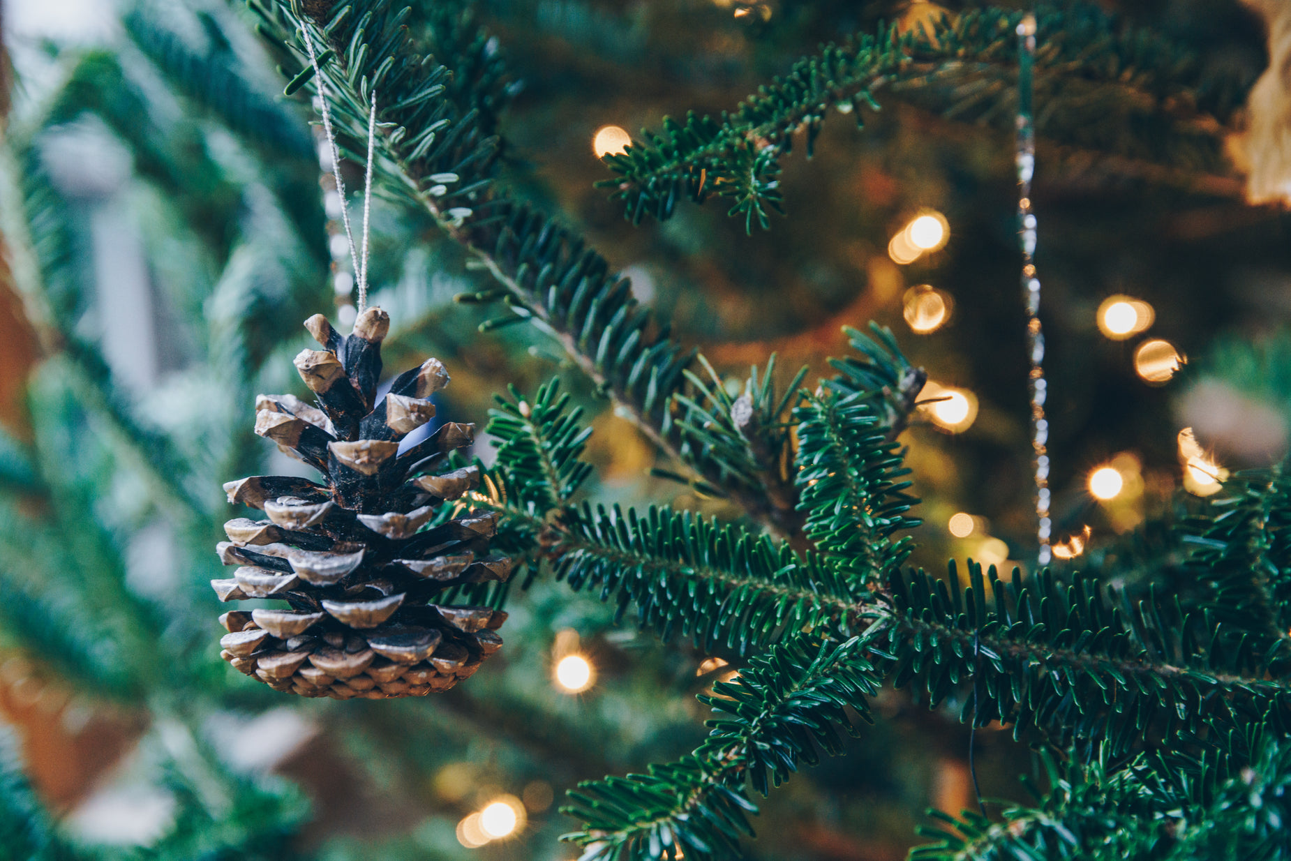 close up of pine cones in christmas tree