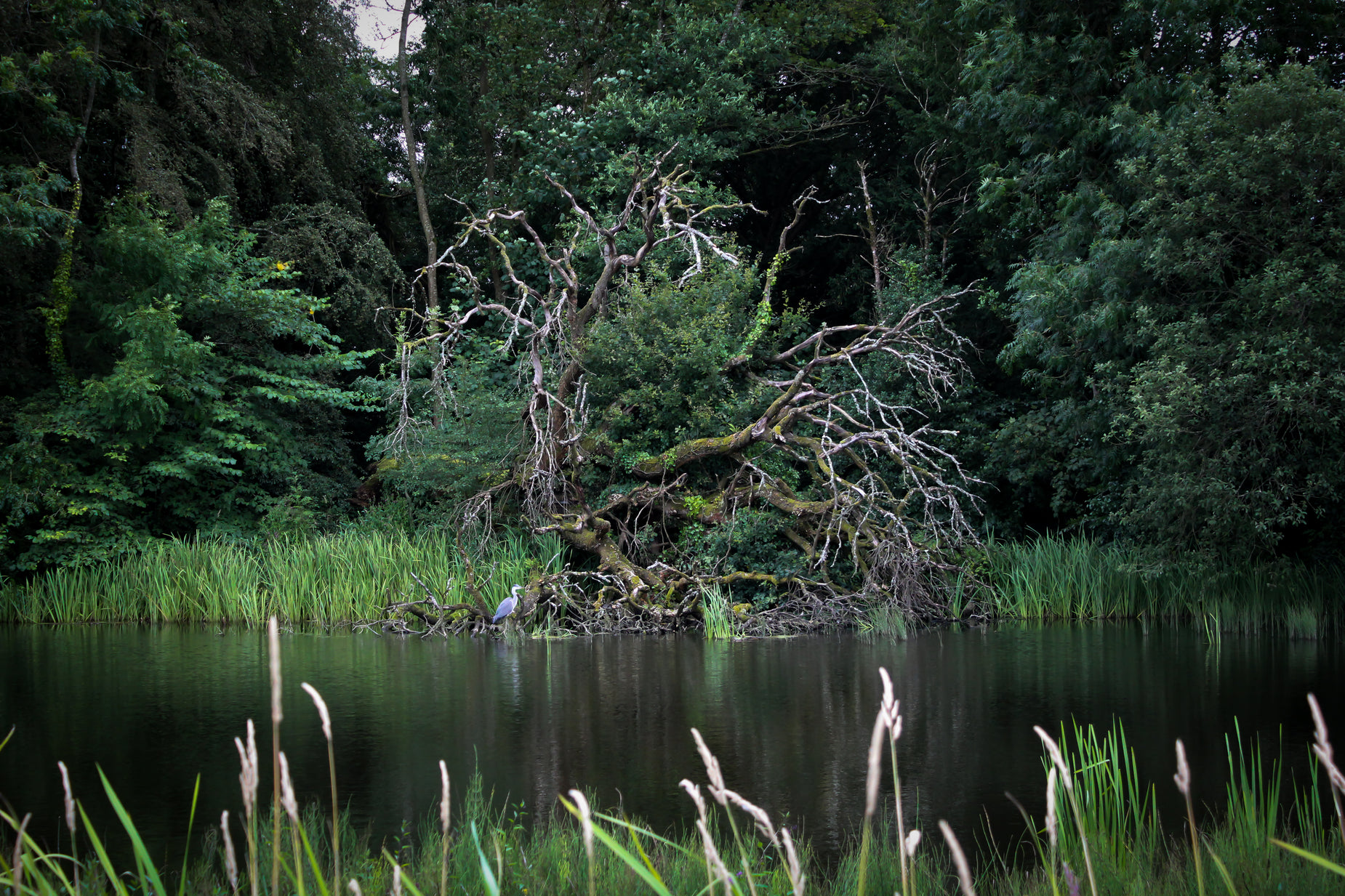 a pond with plants and a broken tree next to it