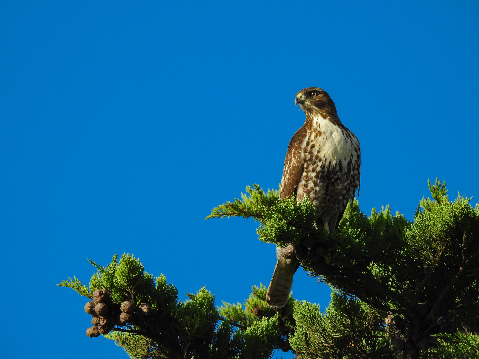 an eagle sitting on the nches of a tree