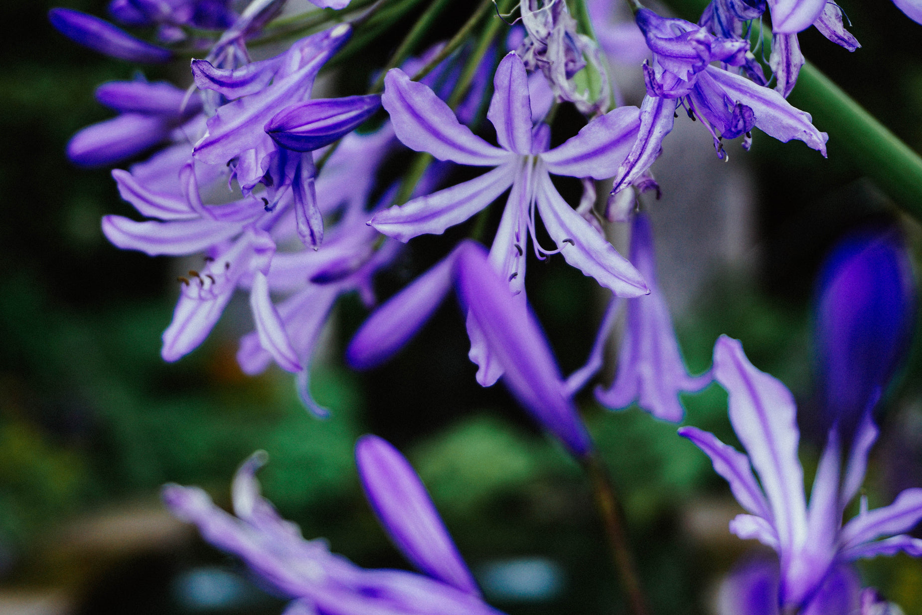 purple flowers with buds growing out of the middle