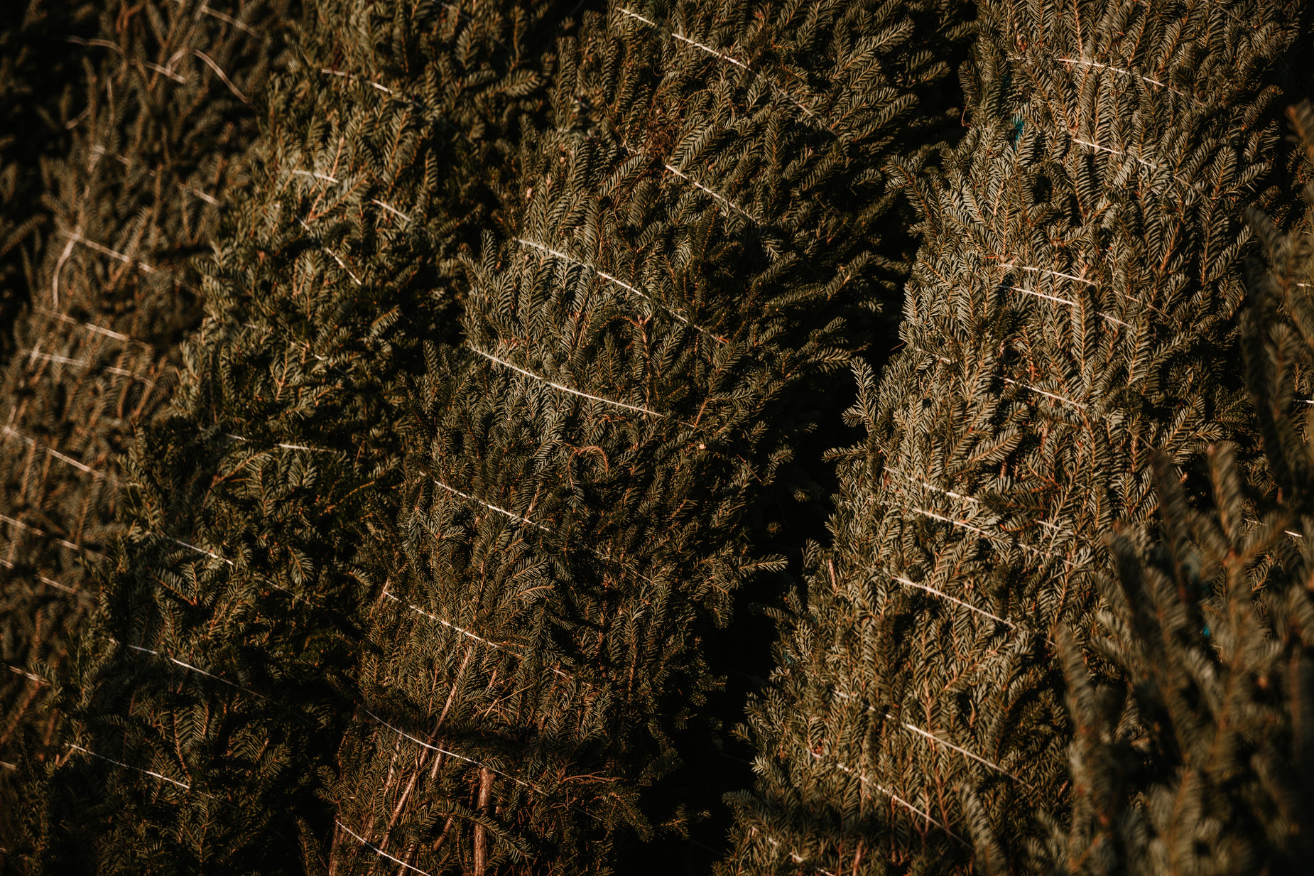 a row of trees are in the dark with the fence