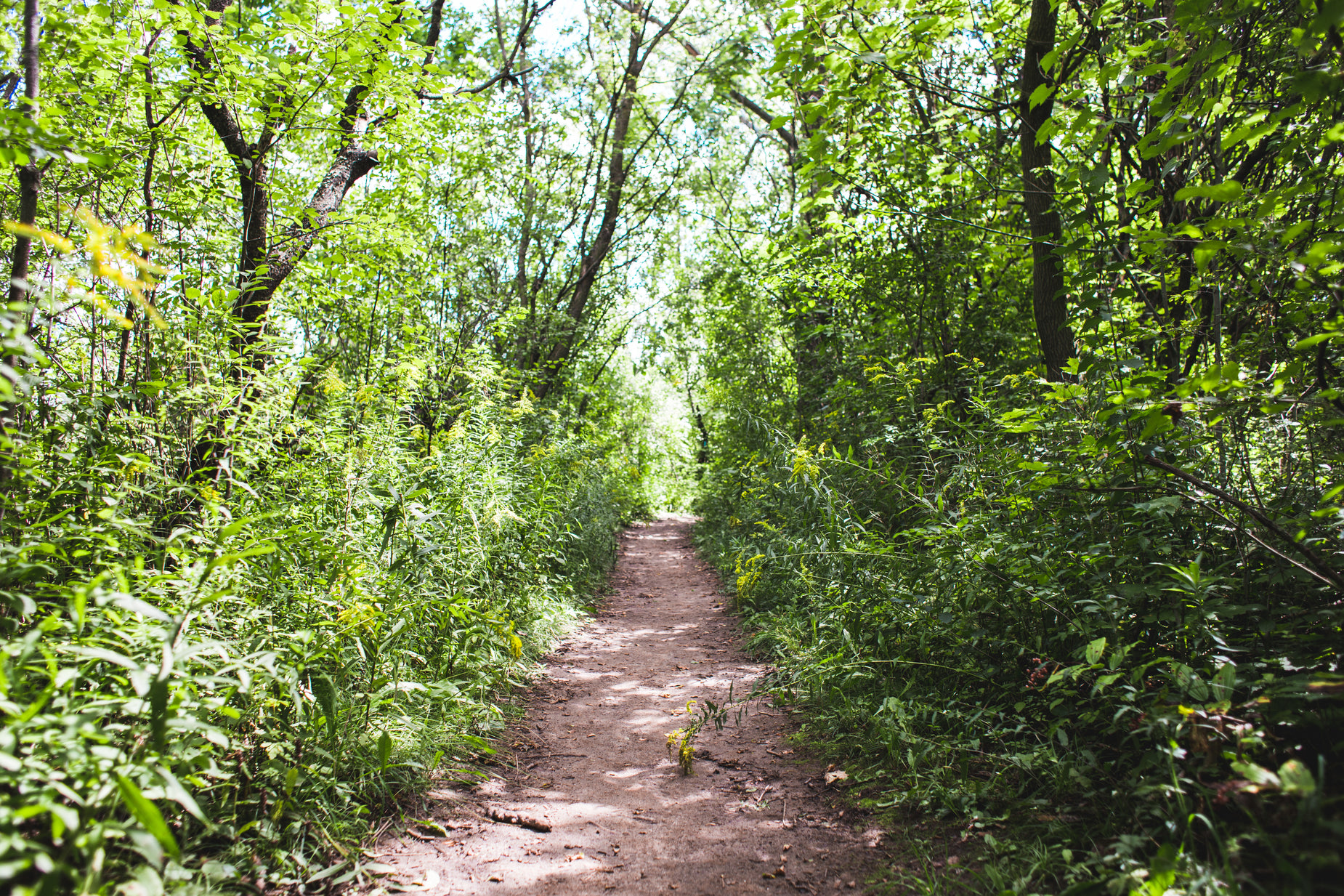 a dirt trail lined with many trees next to tall grass and bushes