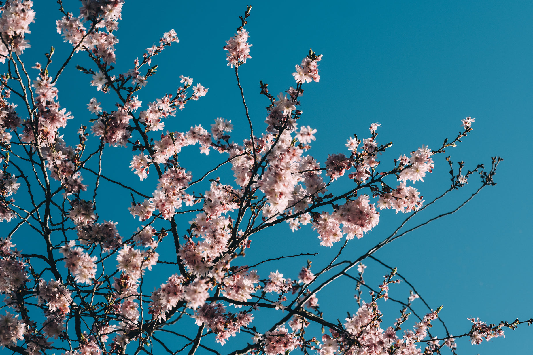 a pink blossomed tree nches against the blue sky