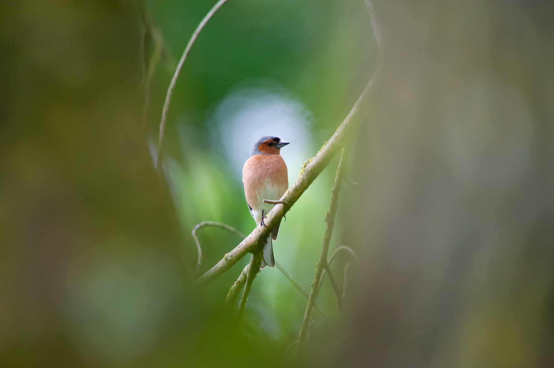 a small bird sits on a twig looking out of the distance