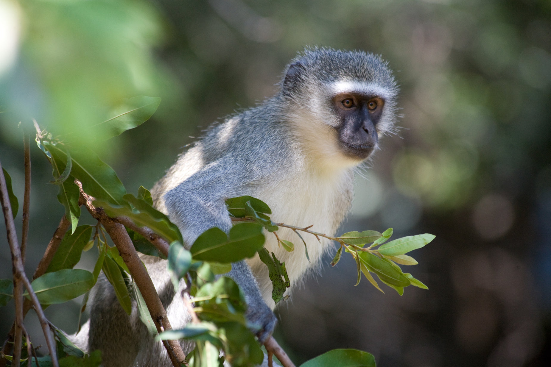 a small gray and white monkey sitting on a nch