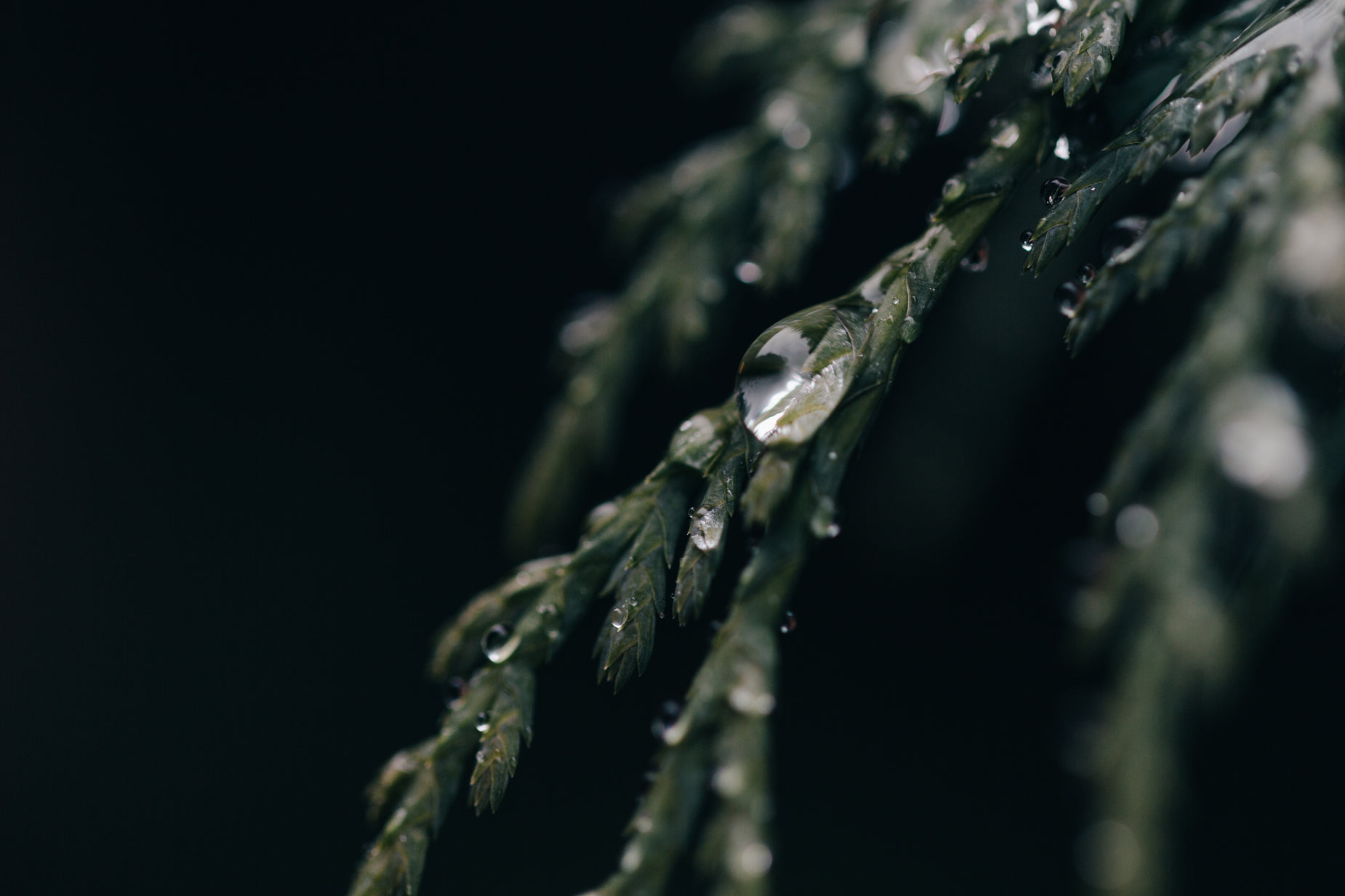 a green nch covered in water droplets