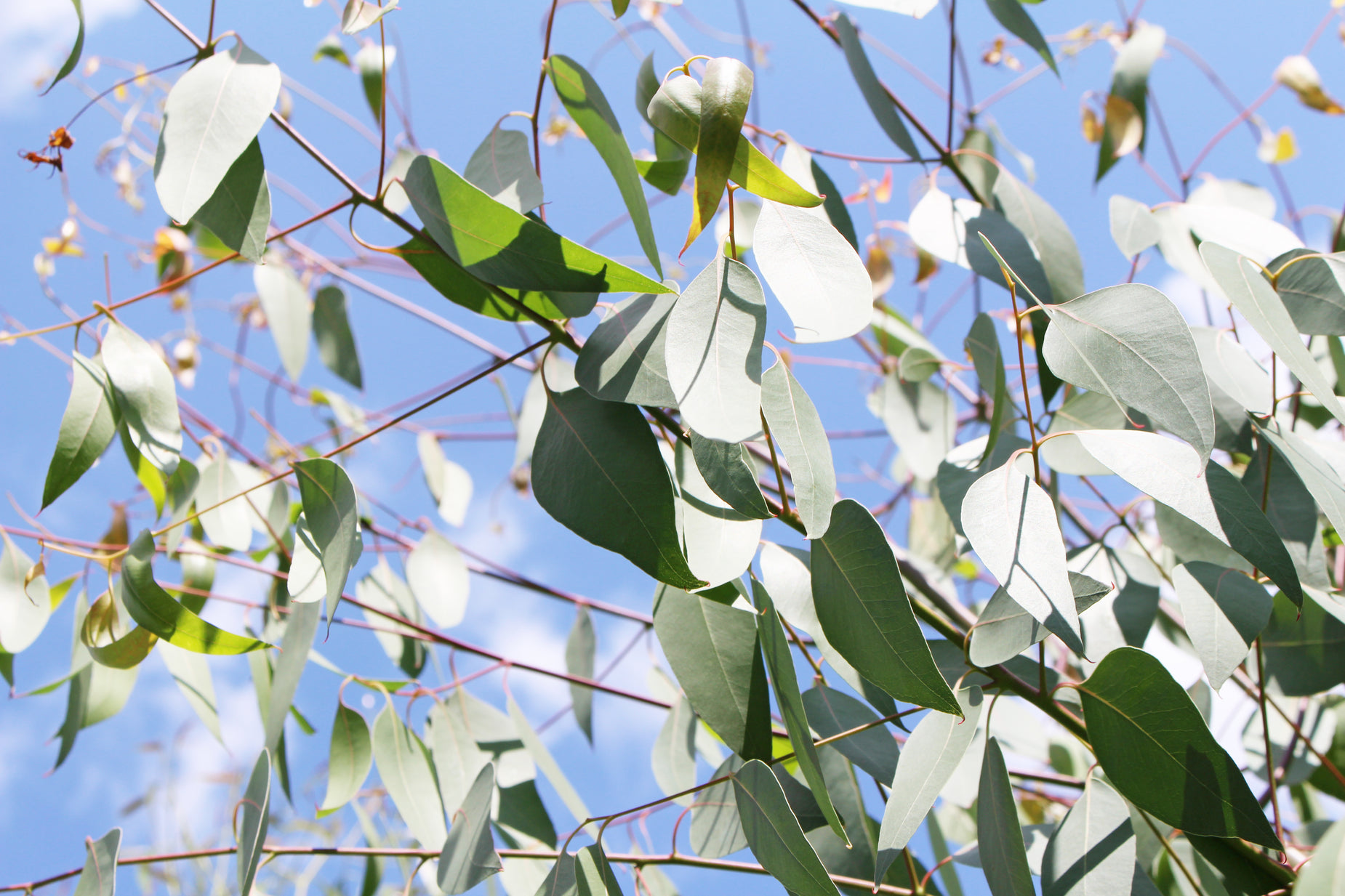 a tree nch with some leaves and sky in the background