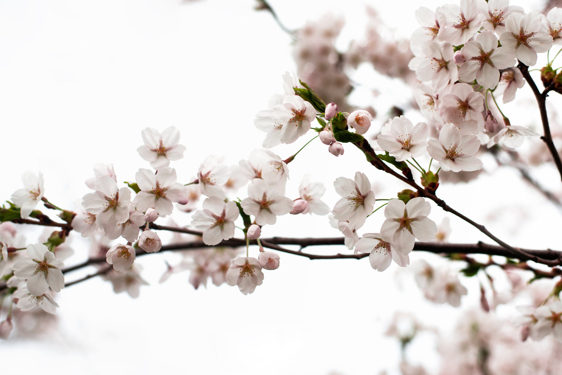 the blossoming pink blossoms on the tree outside