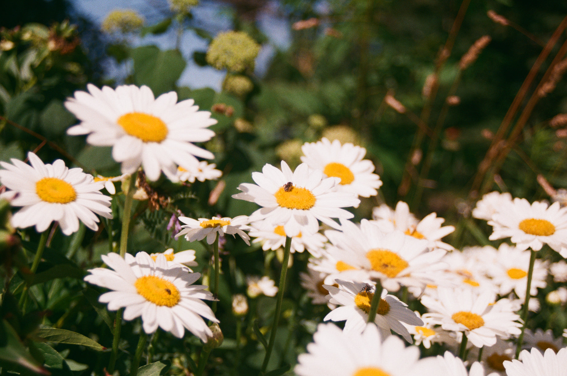 a bunch of white and yellow daisies in a garden