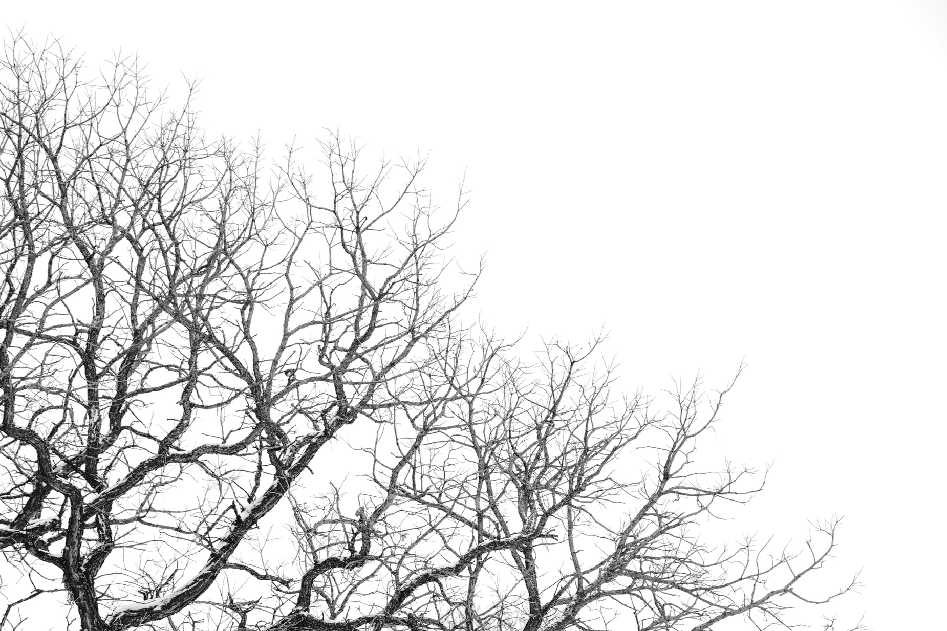 black and white pograph of a tree nches