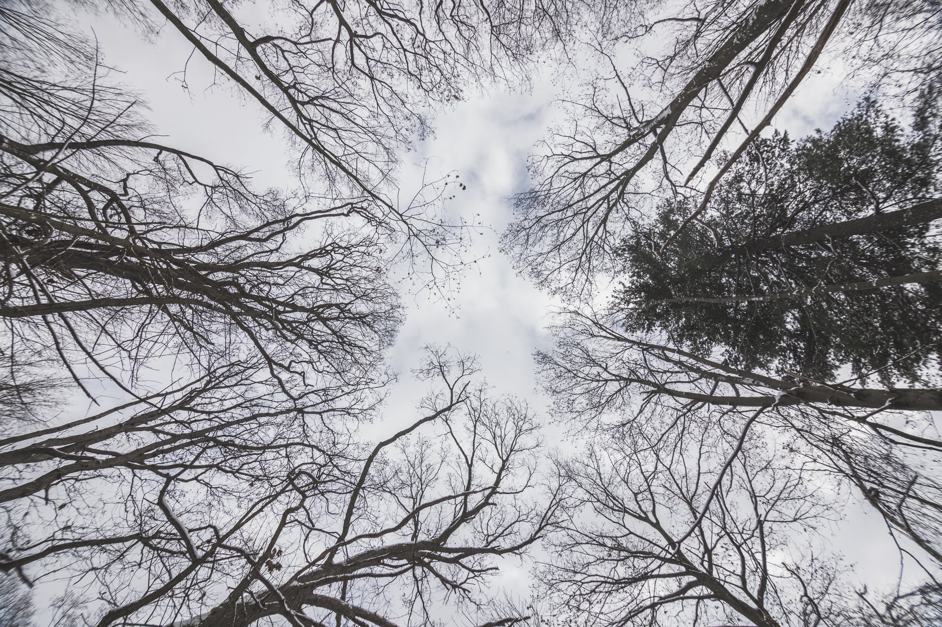 looking up at a very tall cluster of trees