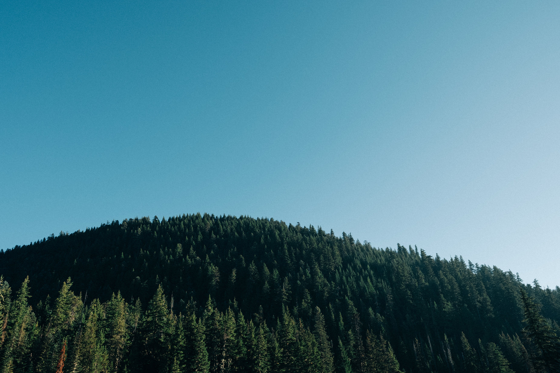 two people standing on a road beside some forest