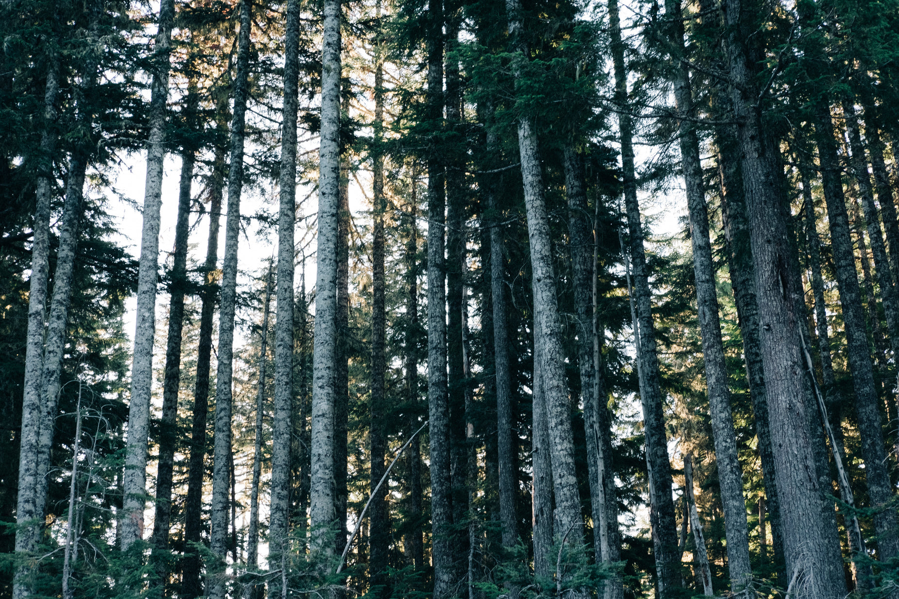 a view of tall, thin trees in the forest