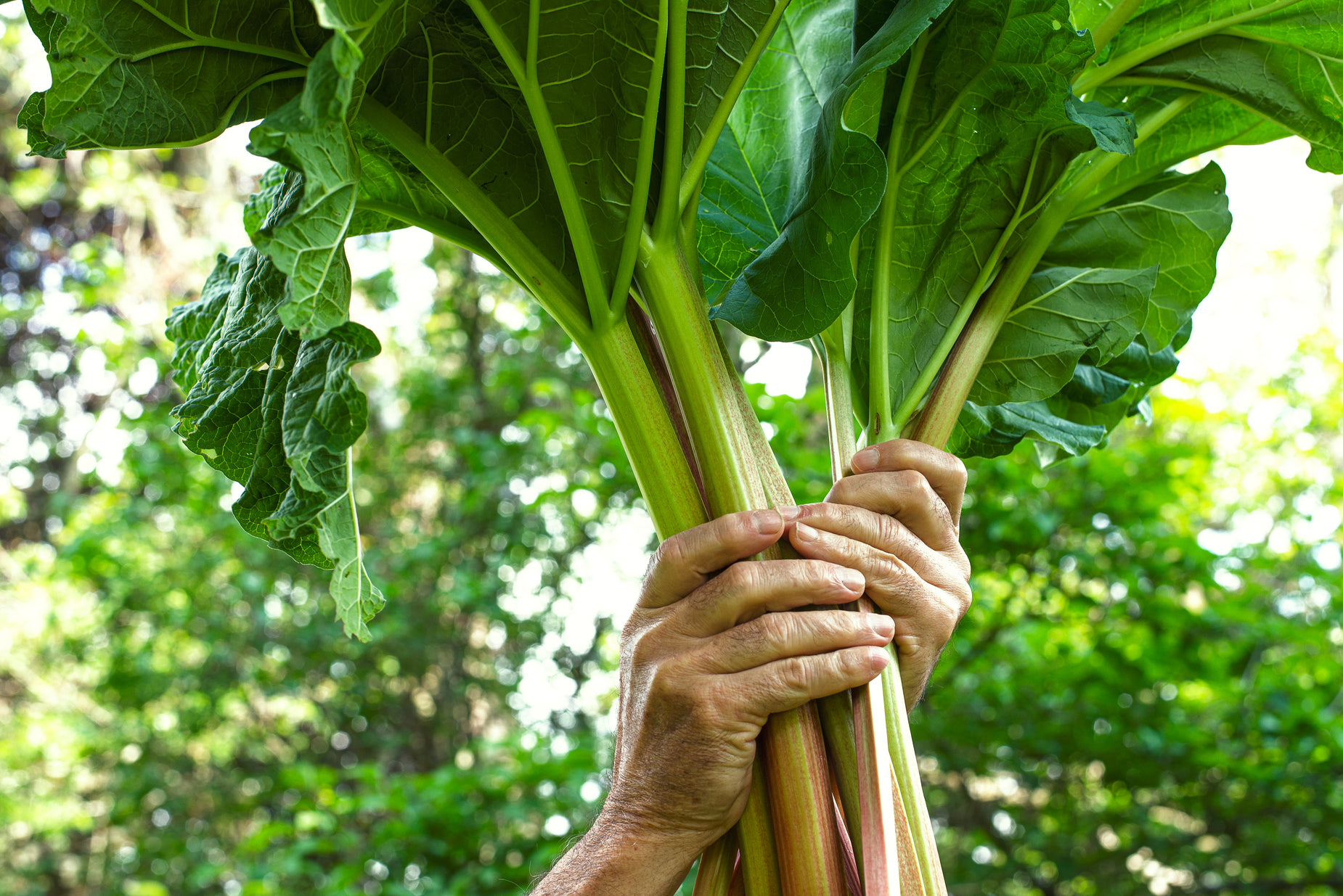 a close up of a person holding greens in their hand