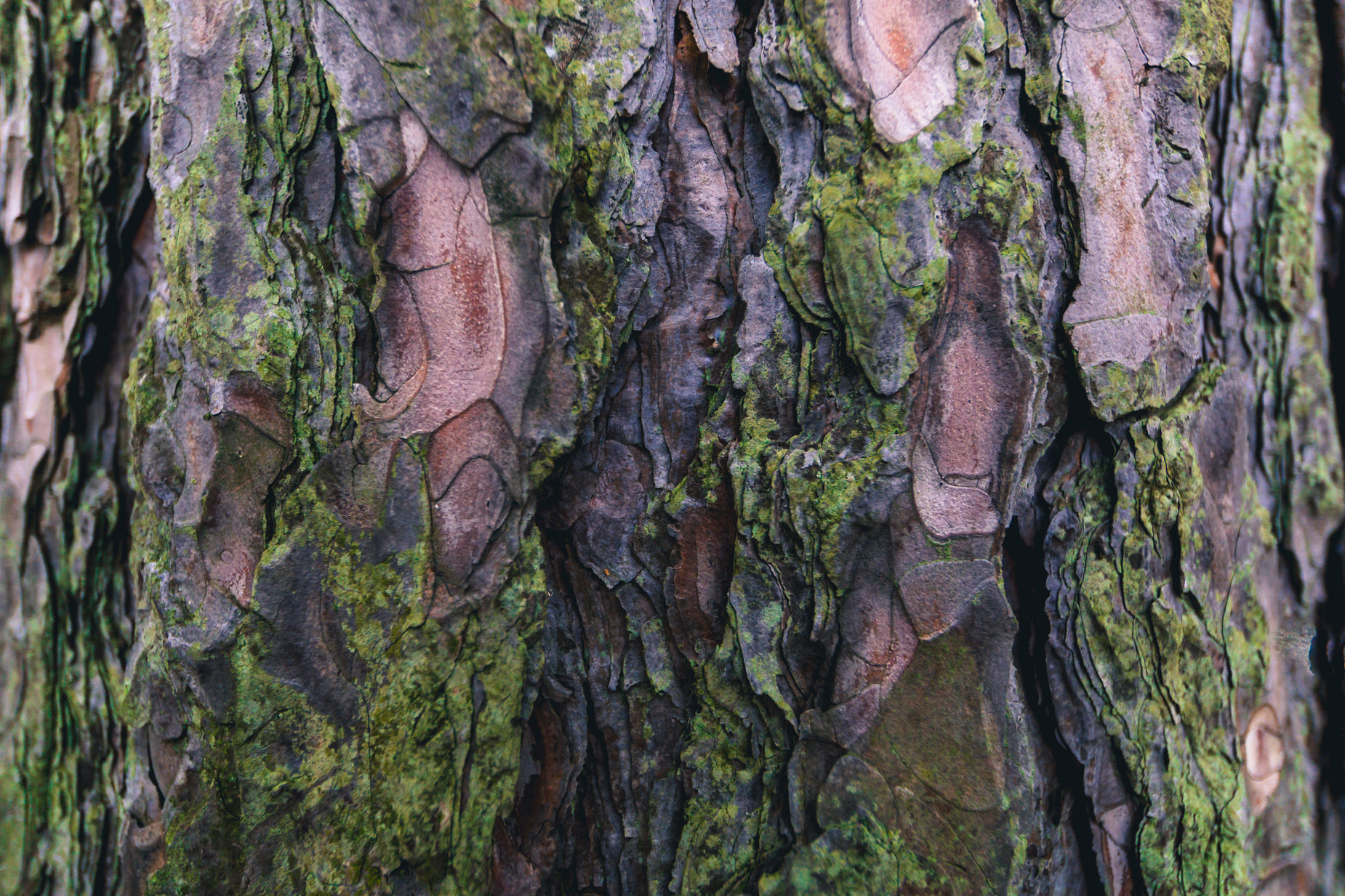 a po of a tree trunk that is showing moss growing on it