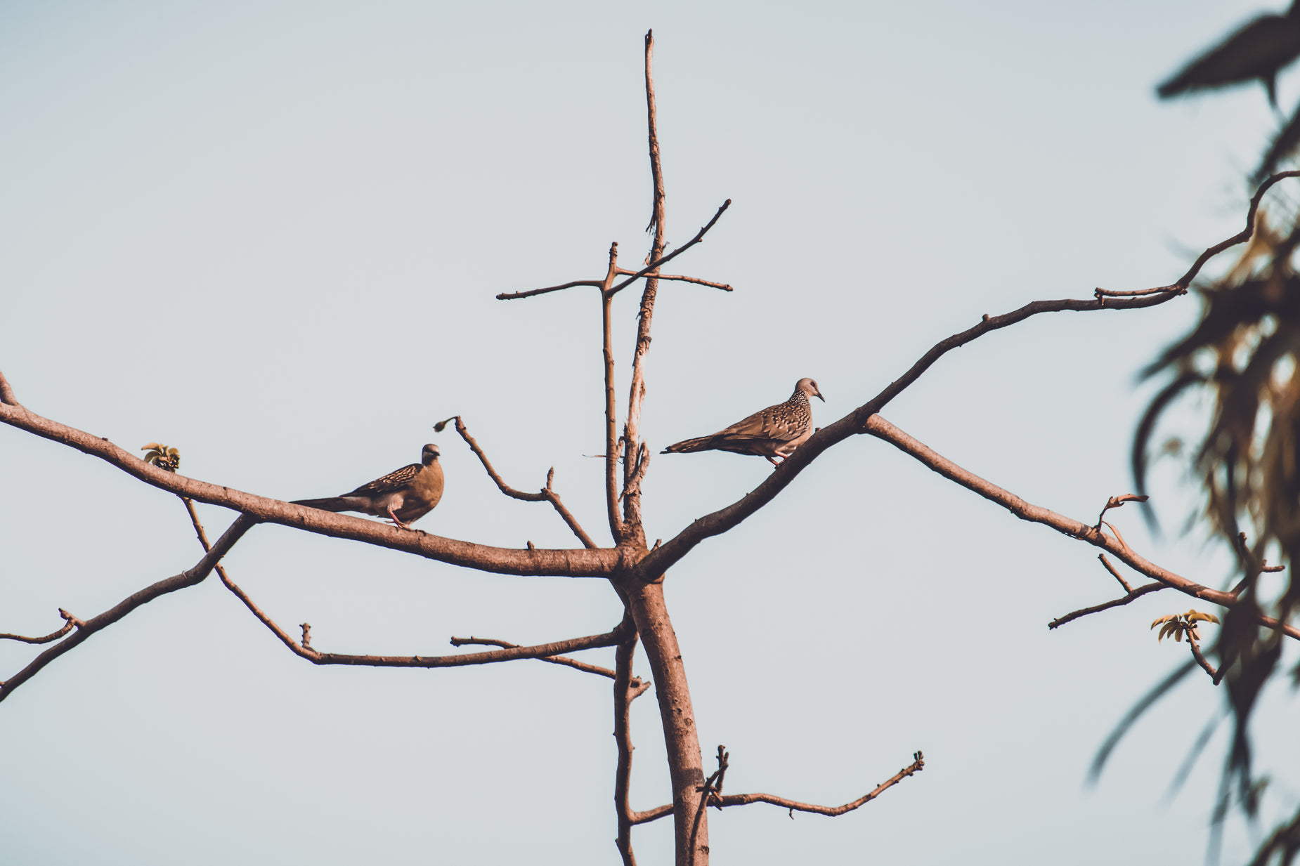 two brown and white birds sitting on top of a tree