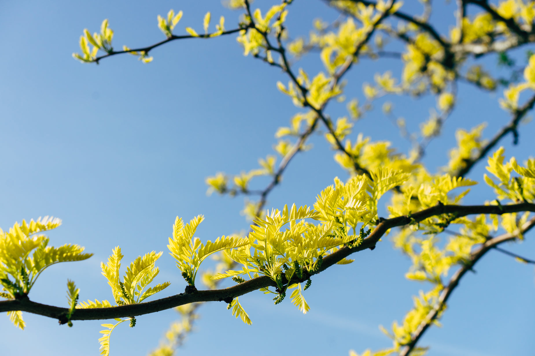 nches with yellow blossoms are shown in sunlight