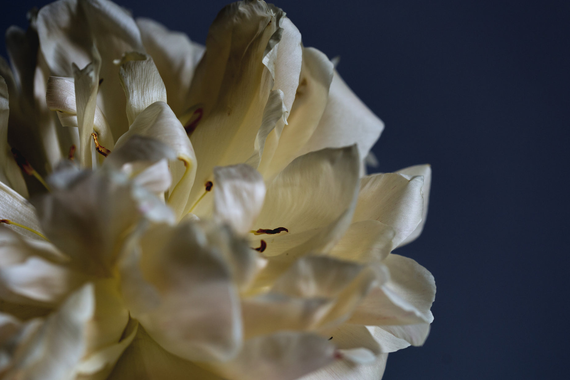 an up - close s of the petals of a flower