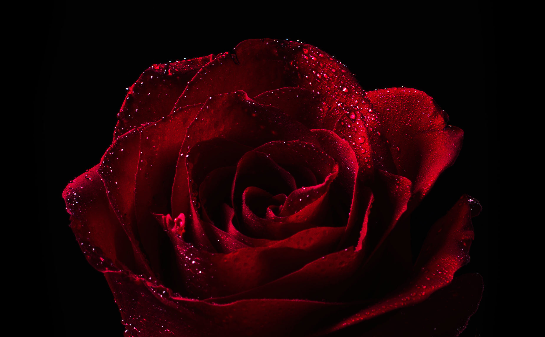 a very bright red rose with water drops on it