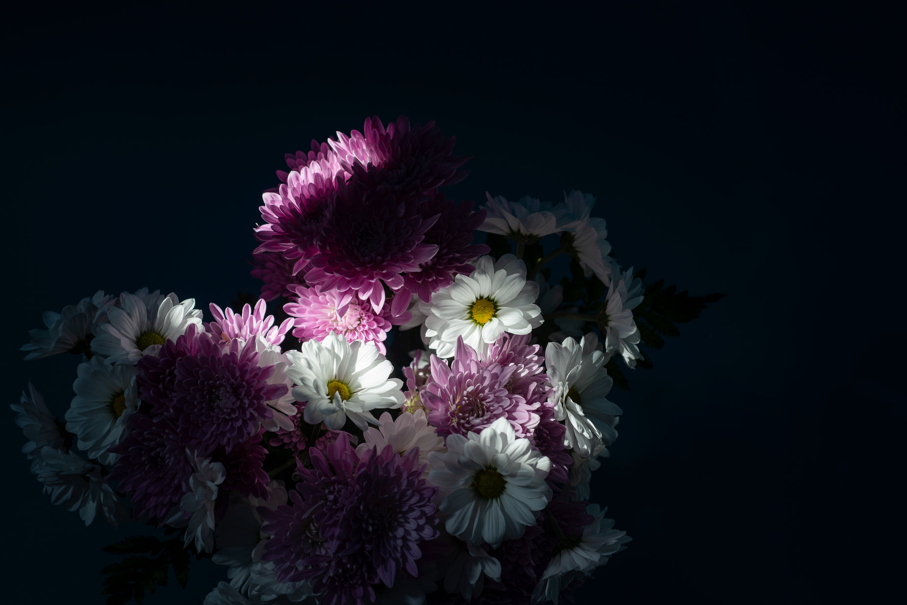 a black background with a bunch of white and purple flowers
