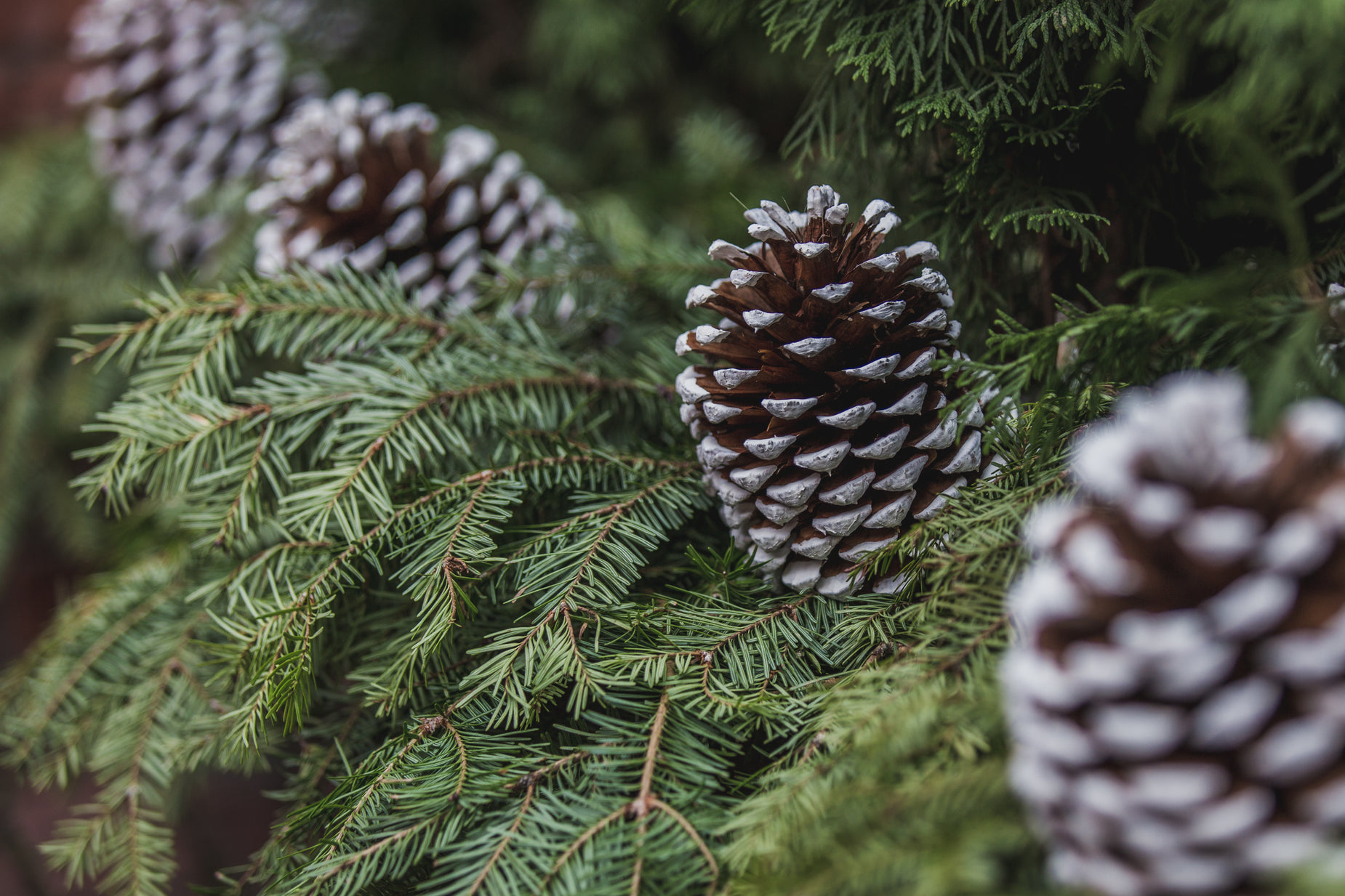 two pine cones are sitting on the nches of a tree