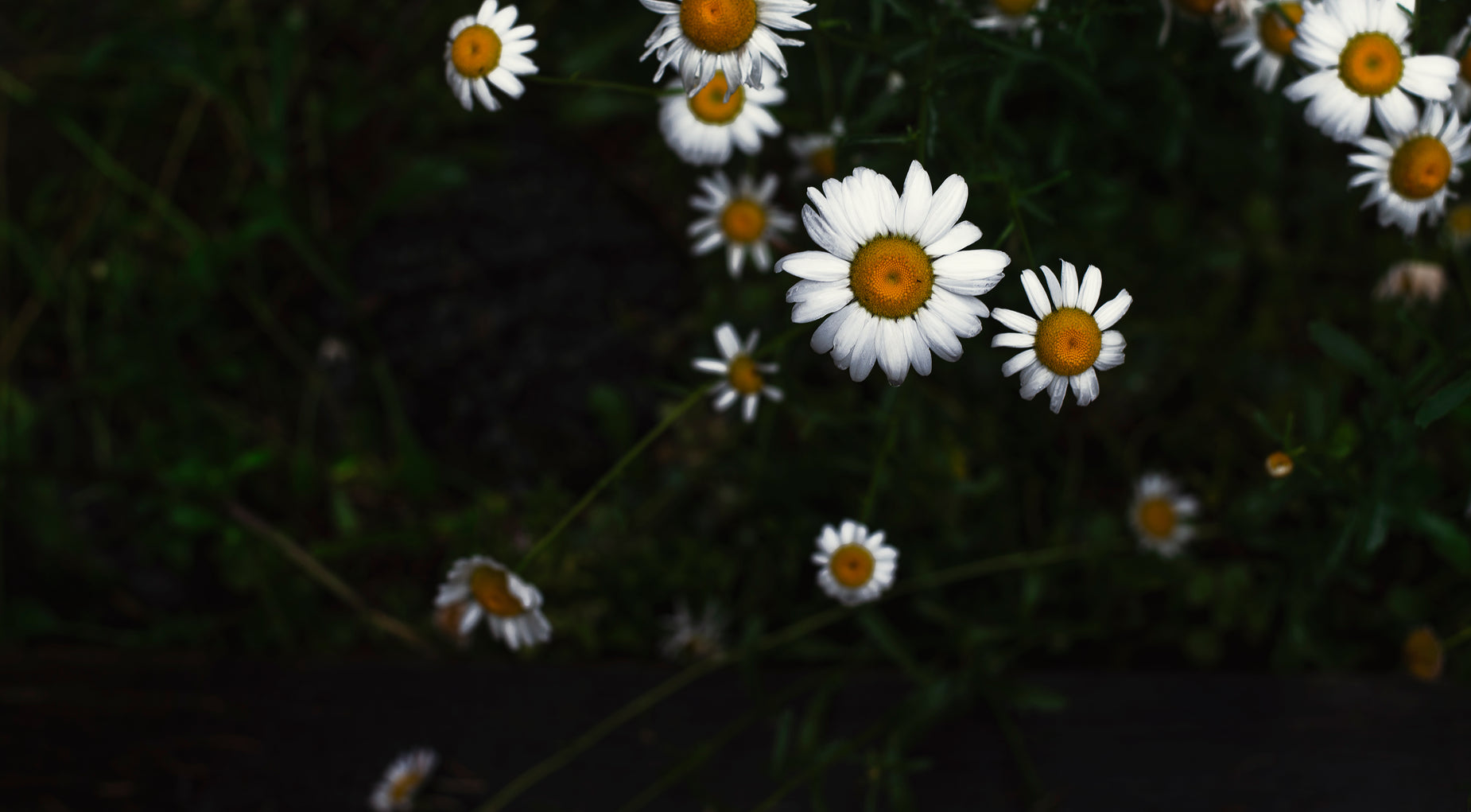 small white daisies are growing in a flower garden