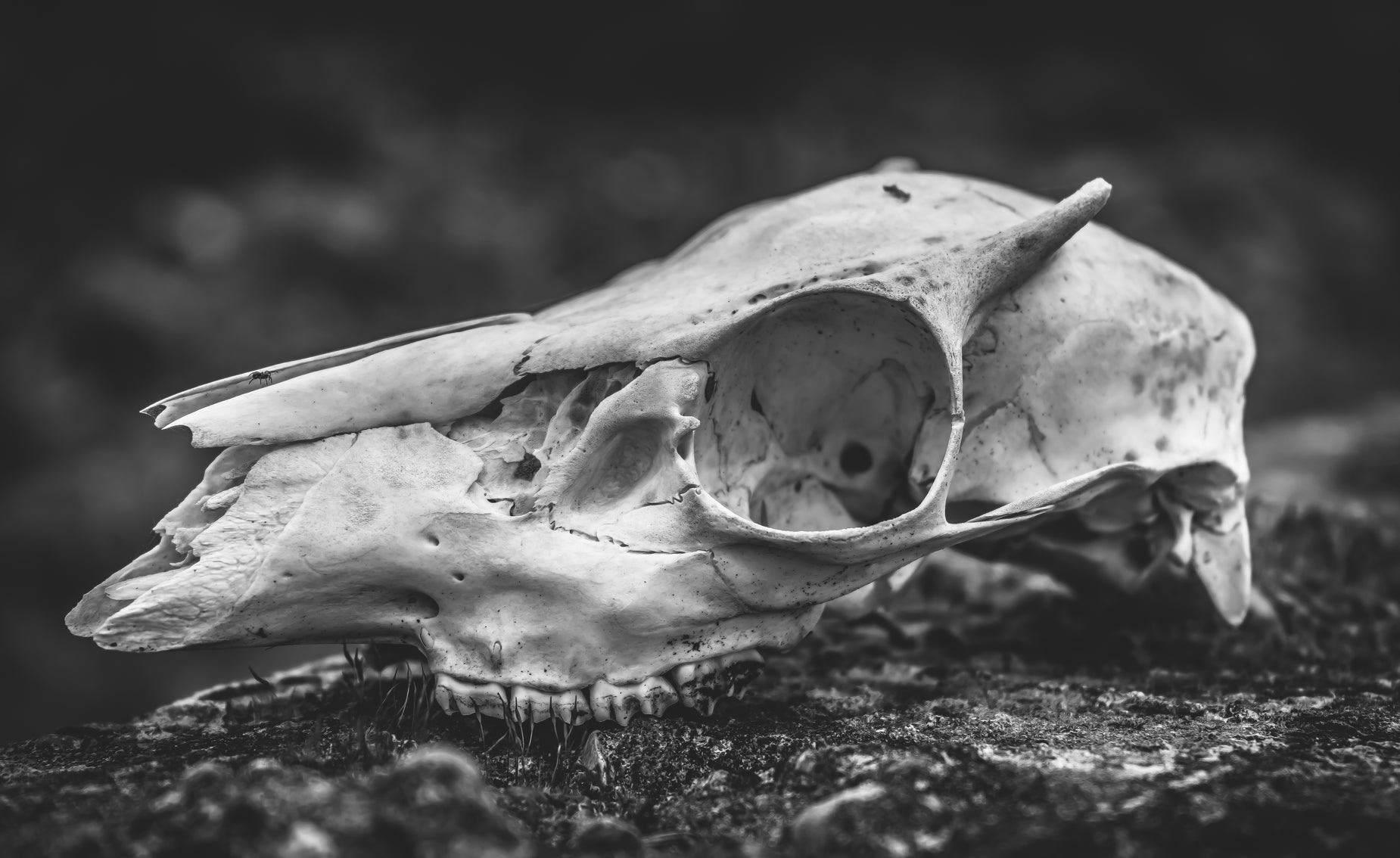 a close up view of a bull skull with sharp teeth