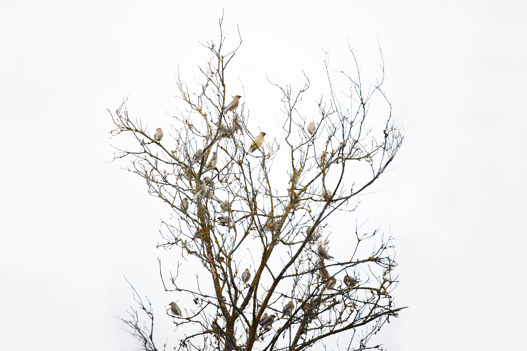 bird sitting on top of nch of tree