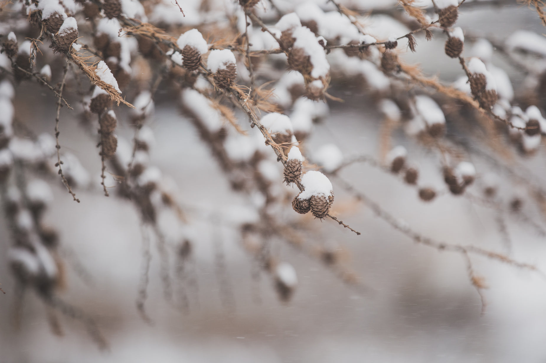 there is snow falling on the nches of this tree