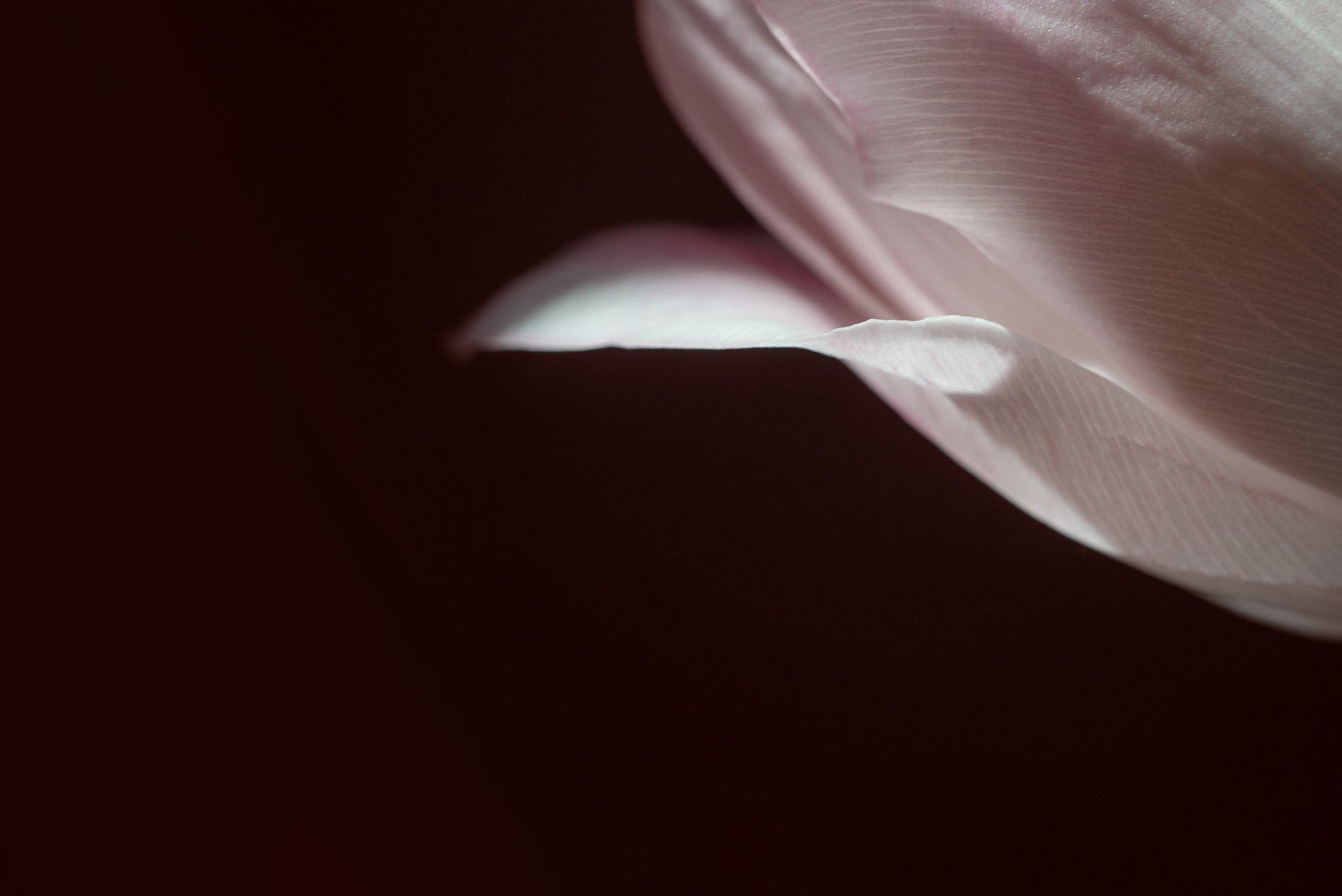 the side view of a flower petals that have been pographed in close - up
