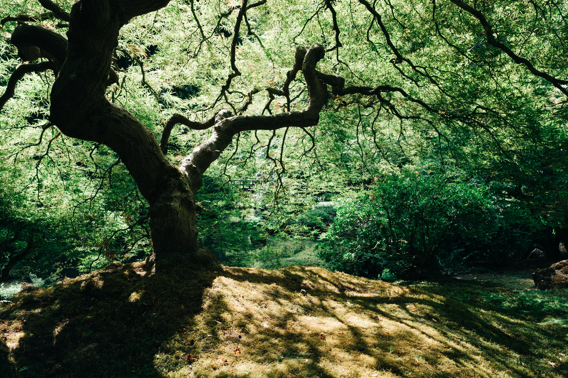 a tree with many nches above it and water below