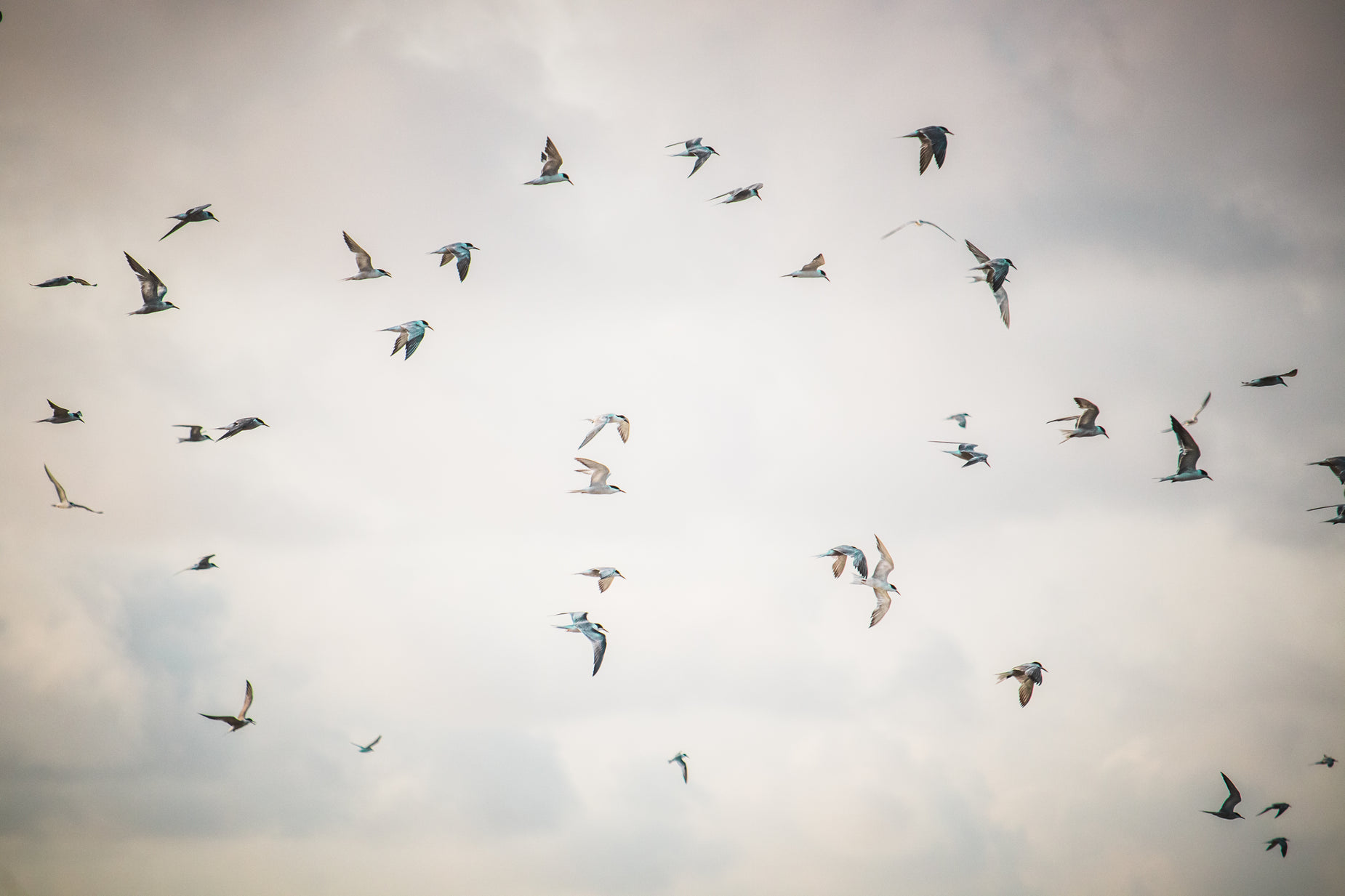 a flock of birds flying through a cloudy sky