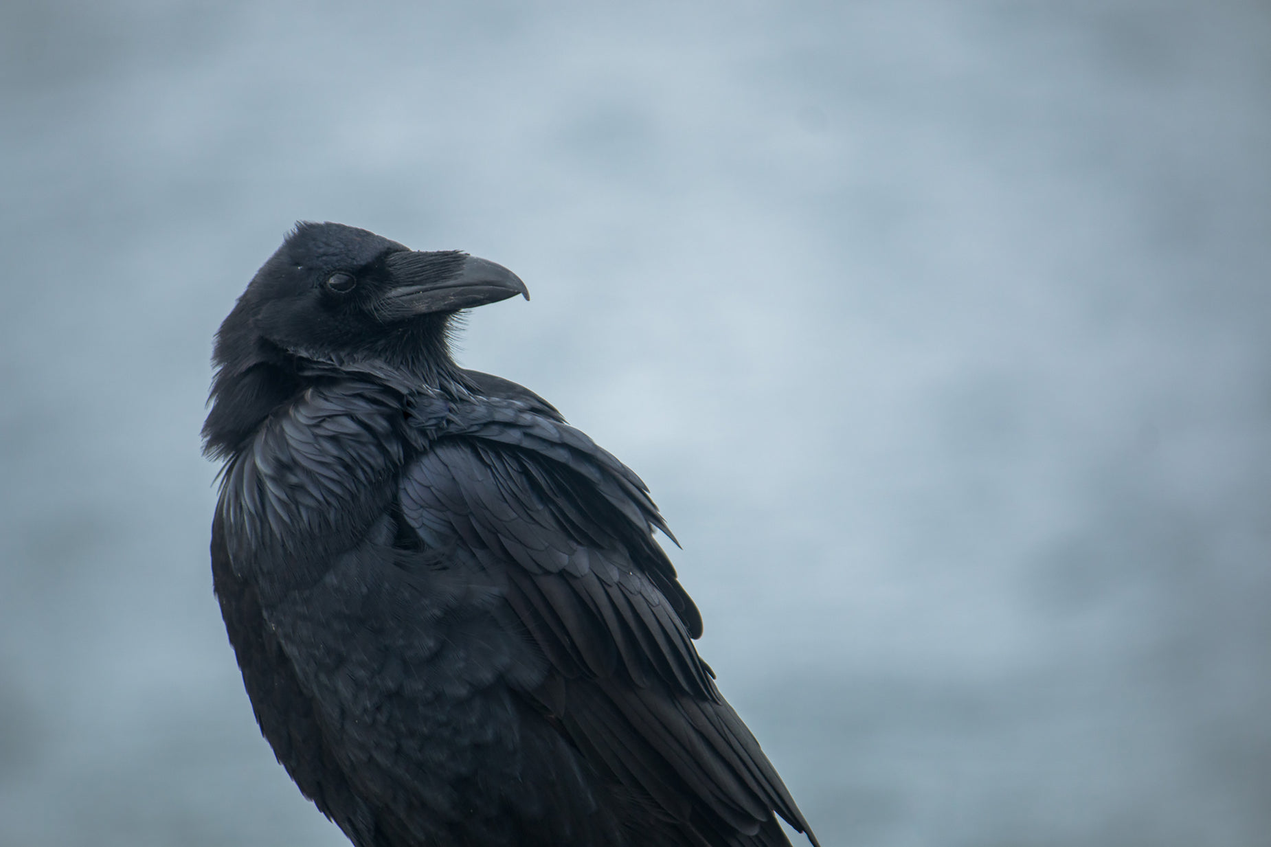 a crow sitting on top of a wooden post