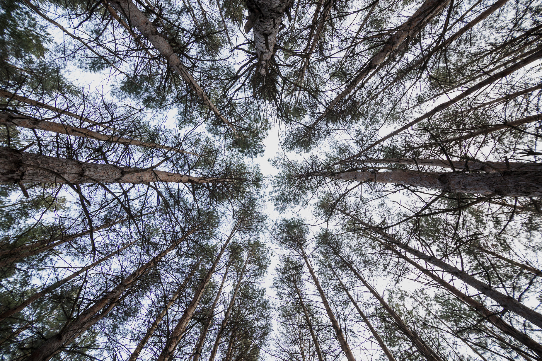 the top view from below, looking up at some trees