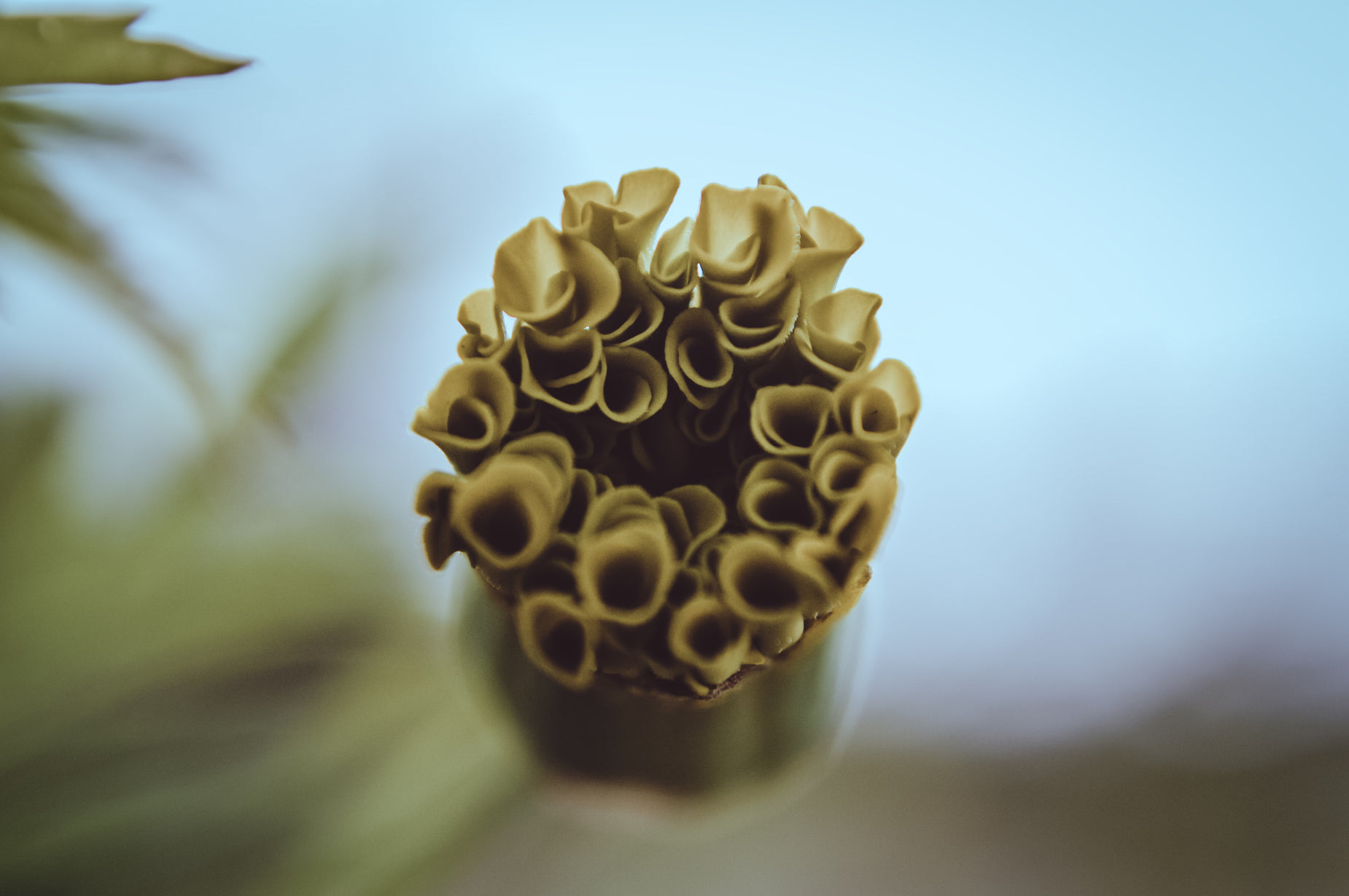 a plant with a long stalk of yellow noodles sticking out