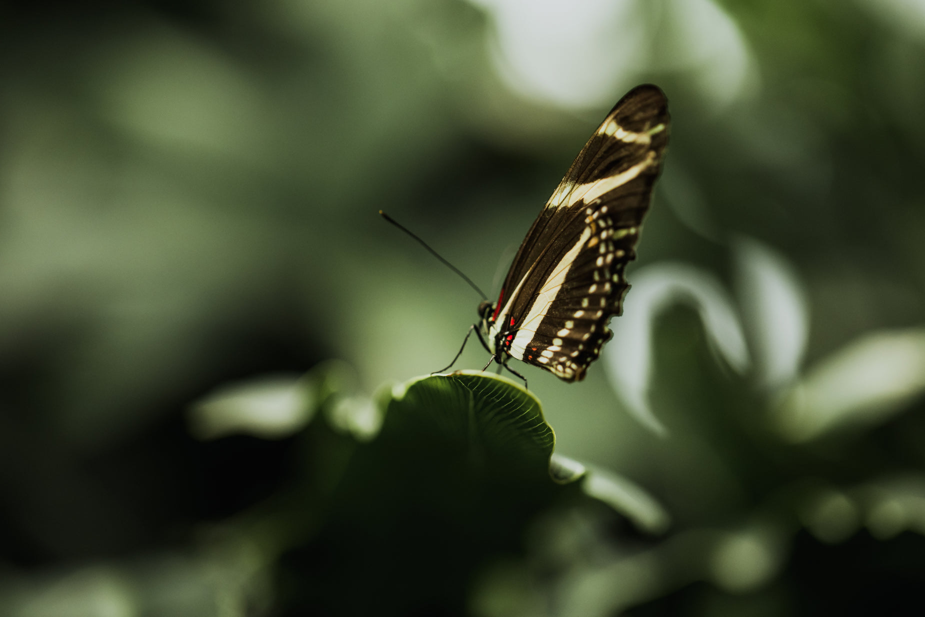 a brown and white erfly sitting on a green leaf