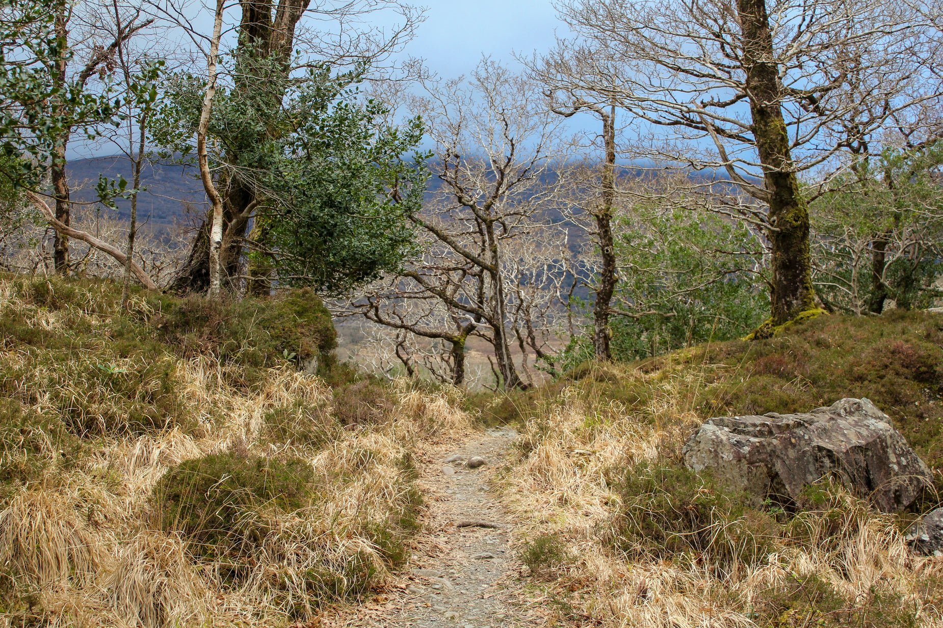 a view through the trees into a grassy area with rocks and dry grass on either side of a path
