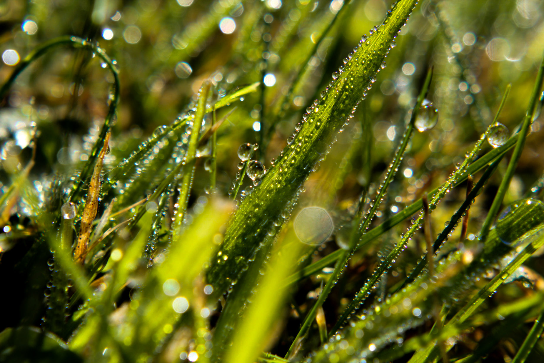 water droplets covering grass in the morning