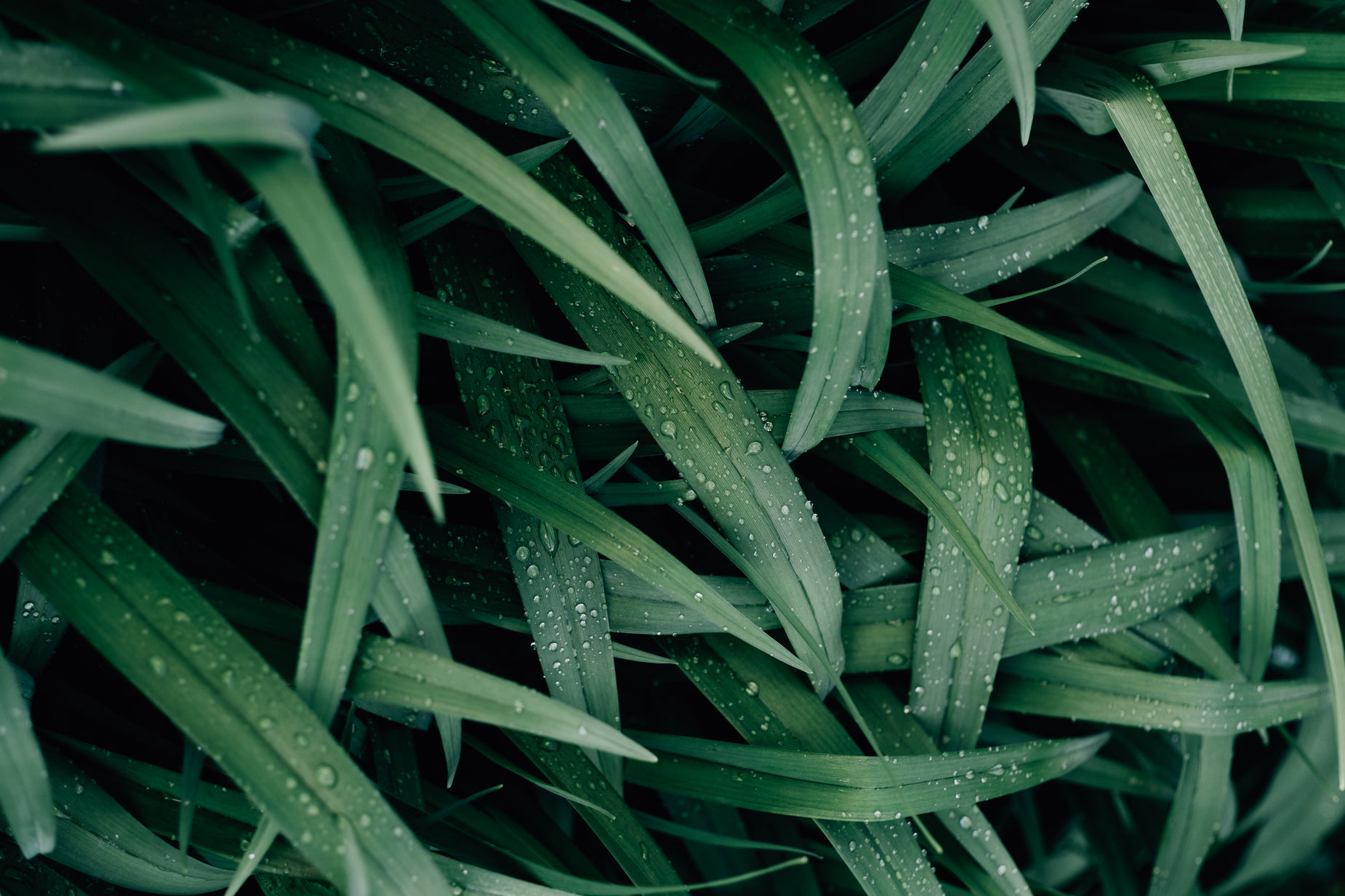 close up image of the leaves of a plant