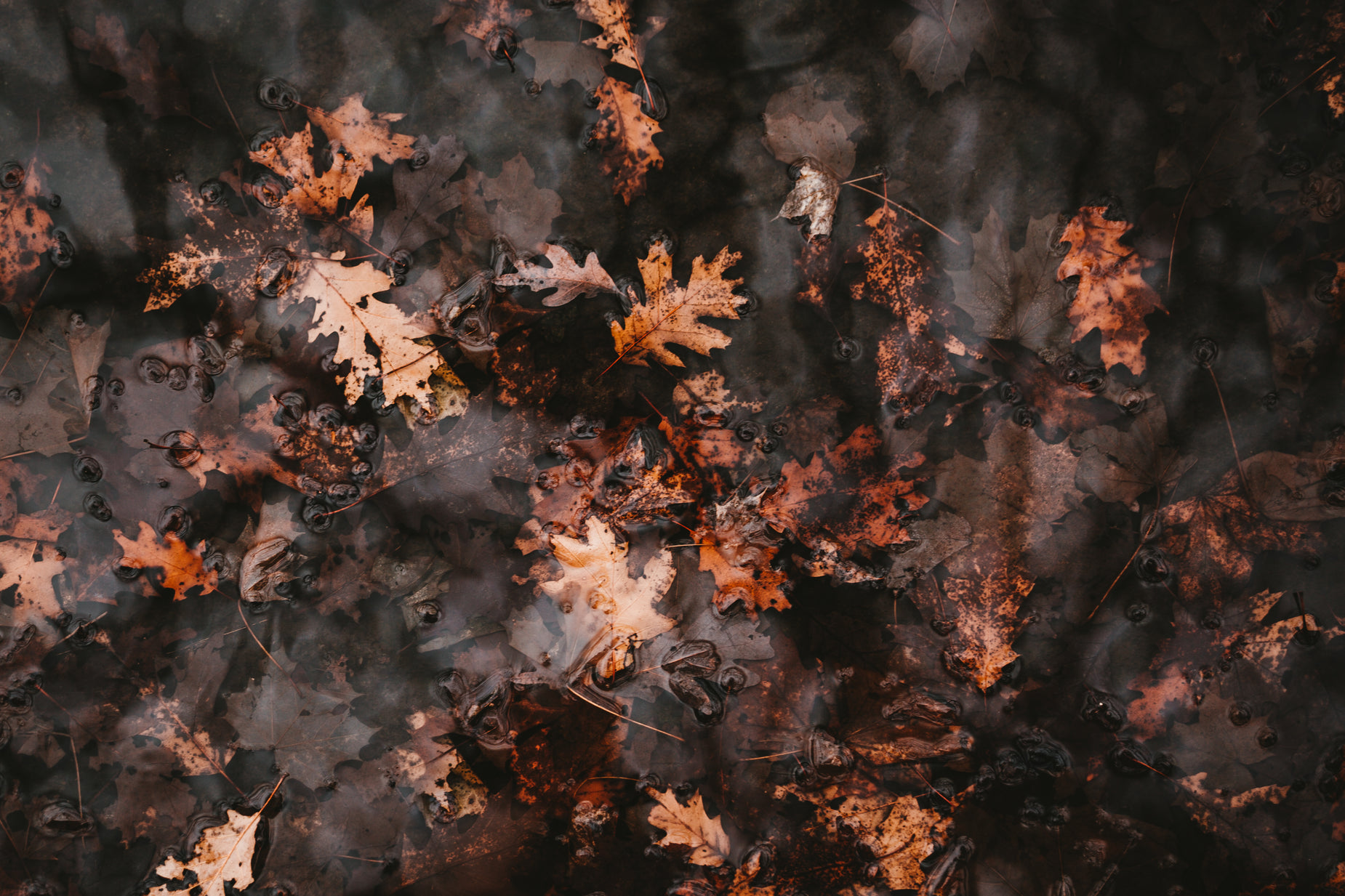 a group of leaves floating on top of a lake