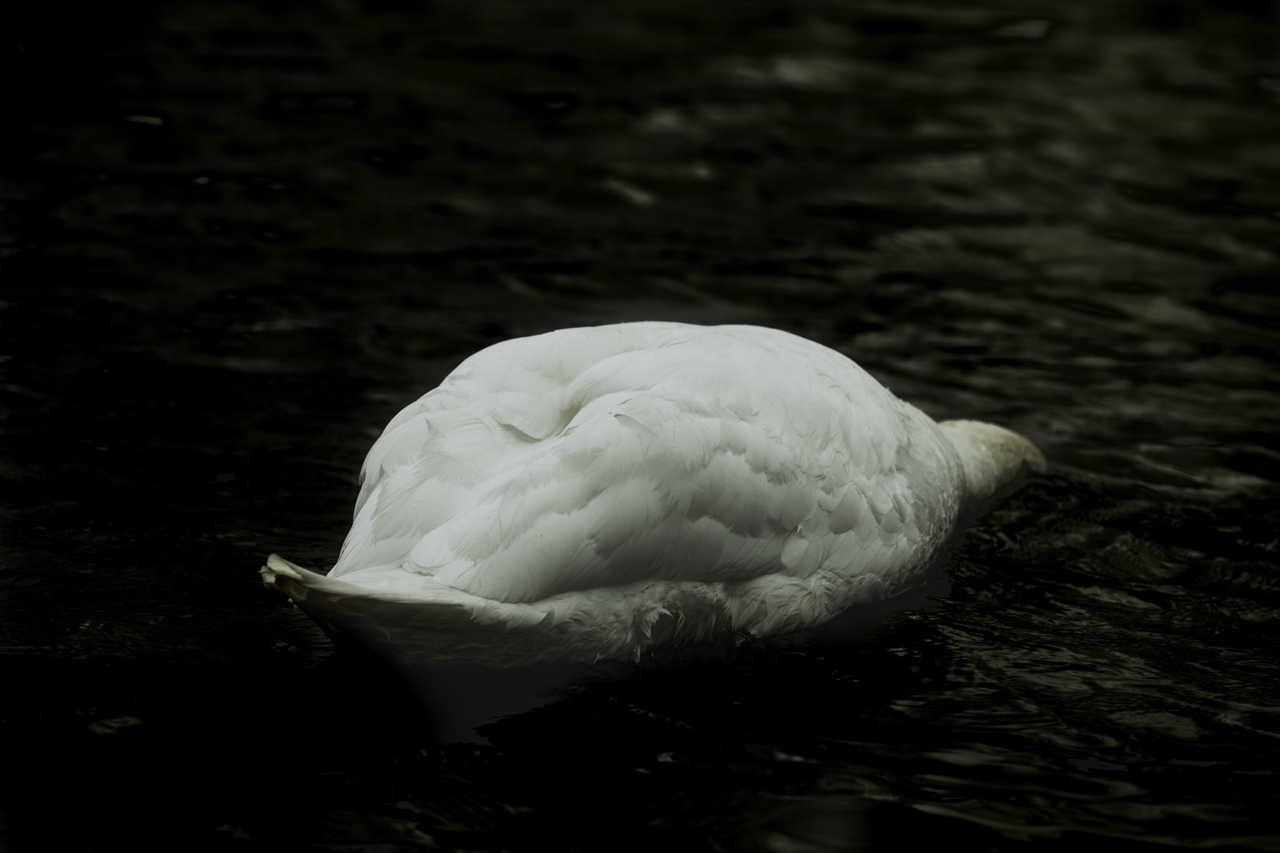 a white swan swims through water alone