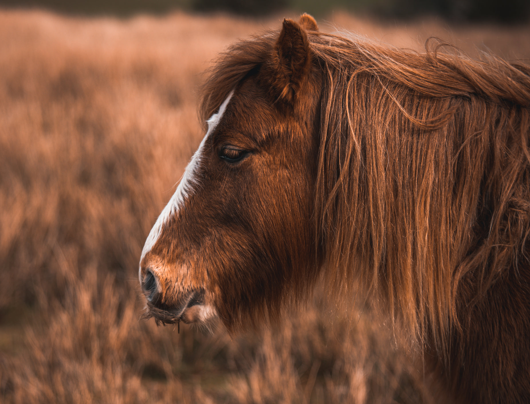 a close up view of the mane and face of a pony