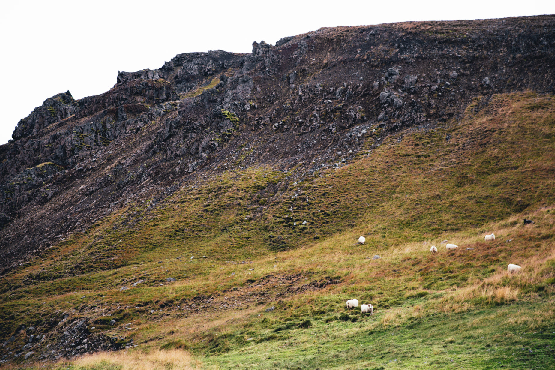 several sheep are grazing on the grass next to a rocky cliff