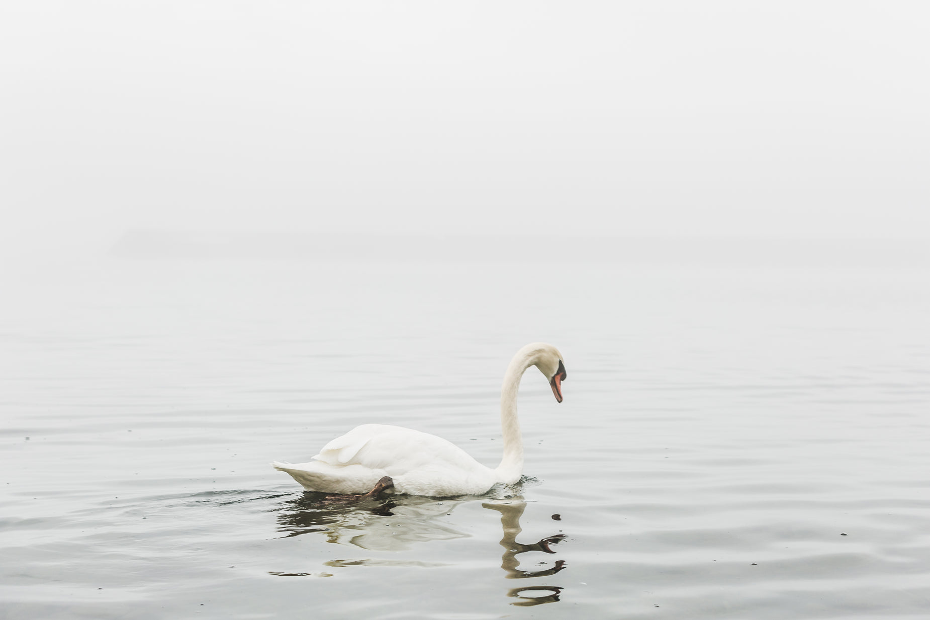 a white swan swimming across a lake in the middle of winter