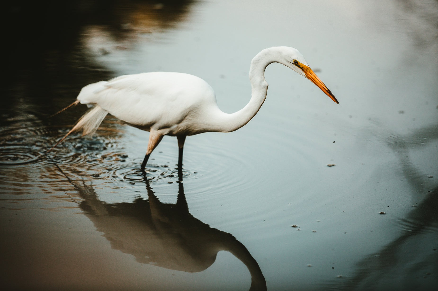 a white heron wading through some water