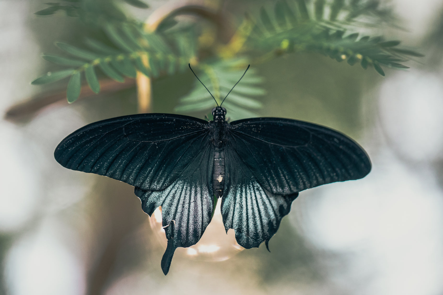 a black erfly sits on top of a green plant
