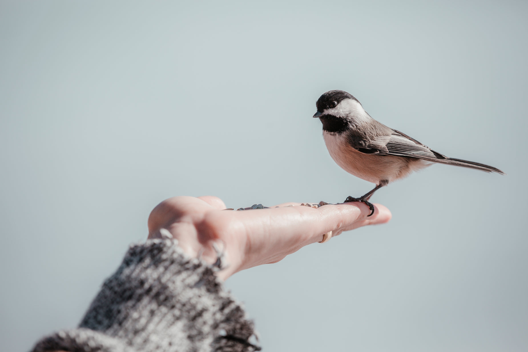 a small bird is standing on someone's hand